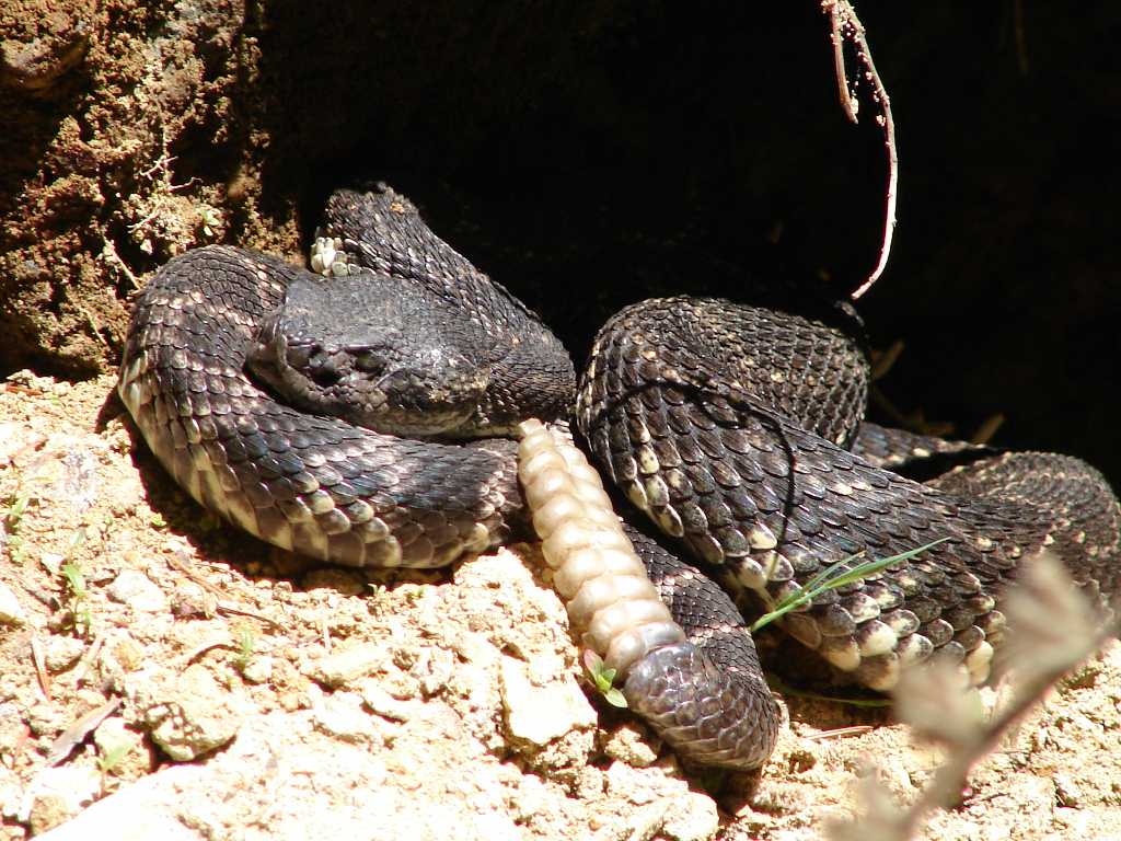 rattle snake battle snake bark boc